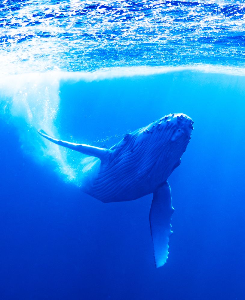Splash in the Blue
