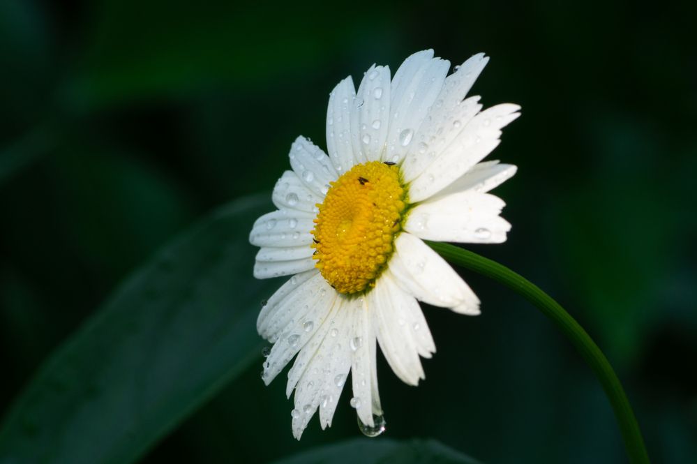 Photograph by Олег Каракин