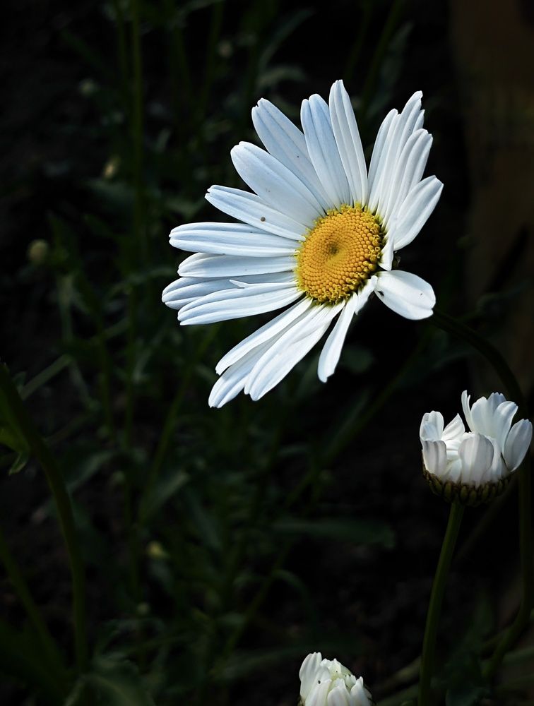 Фотография автора Евгения Владимировна