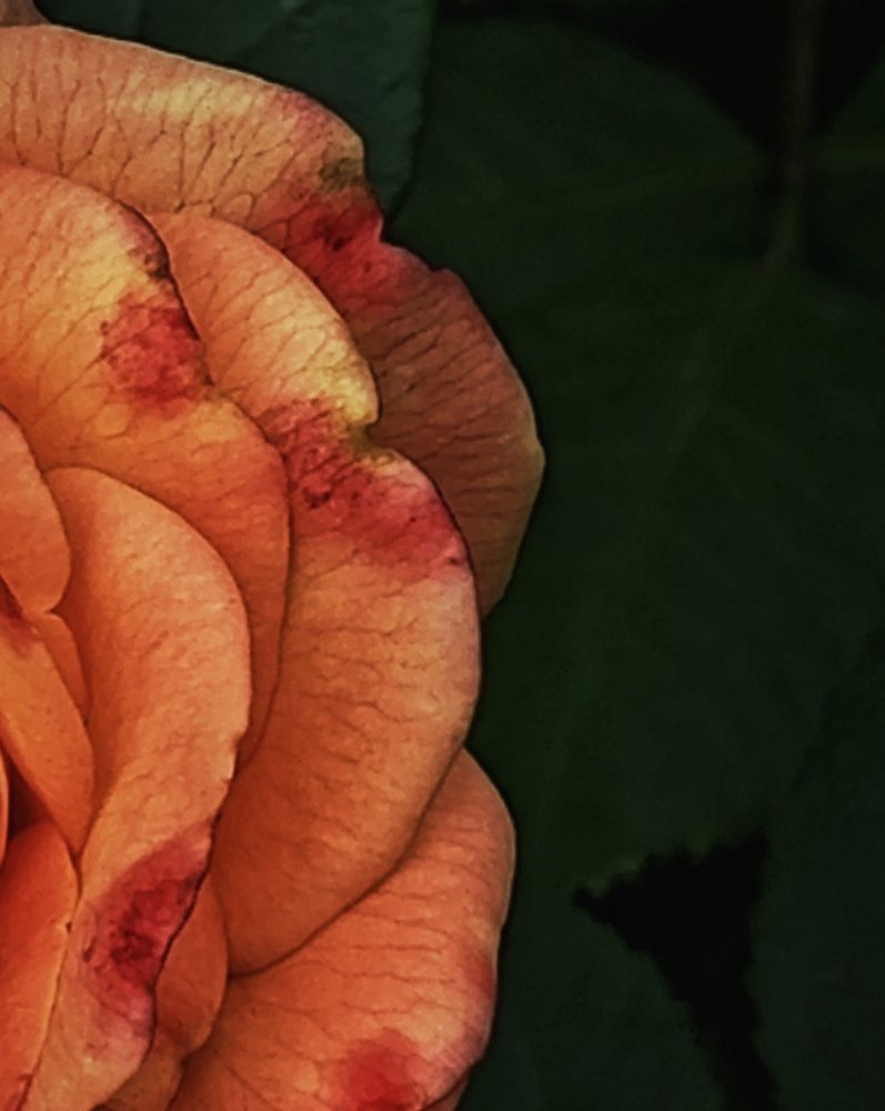 Фотография автора Евгения Владимировна