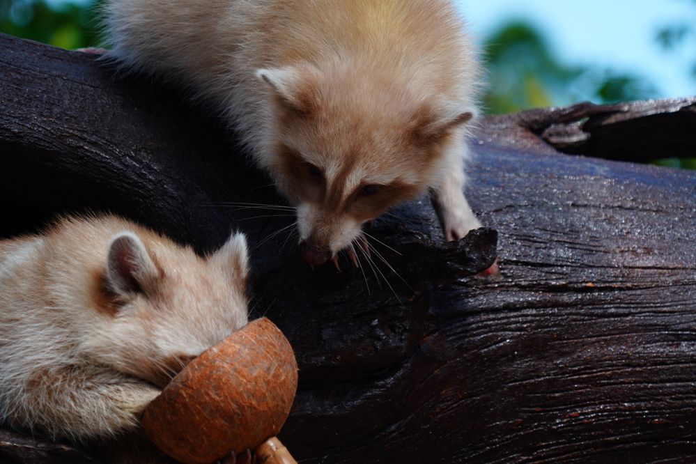 Photograph by Samuel Chan