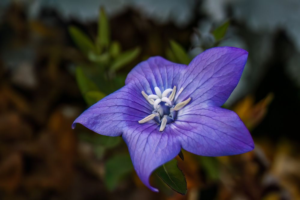 Фотография автора Denis Michelin