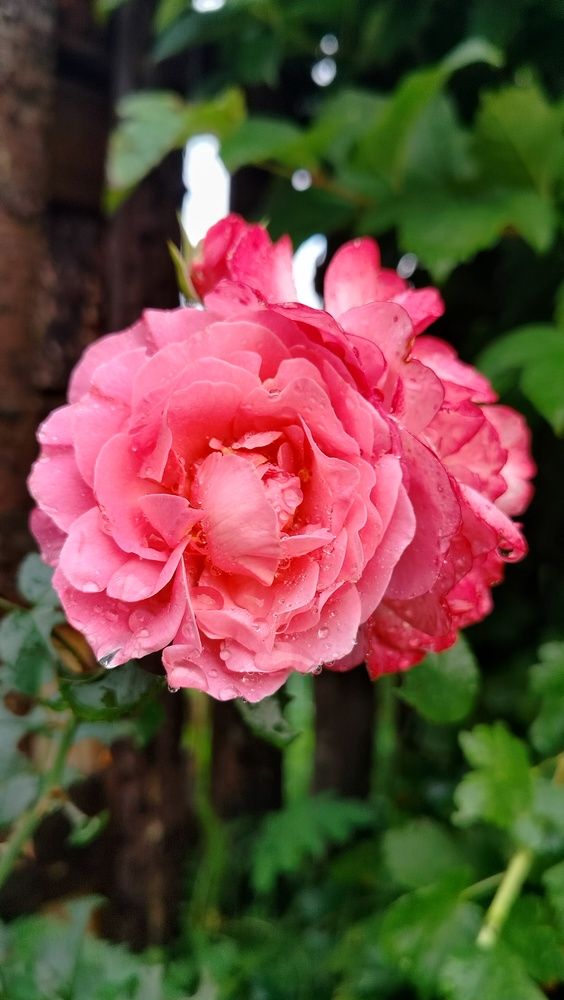 Photograph by Анастасия Горбачева