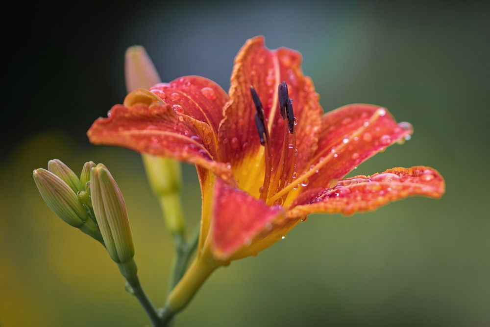 Photograph by Сергей Басов