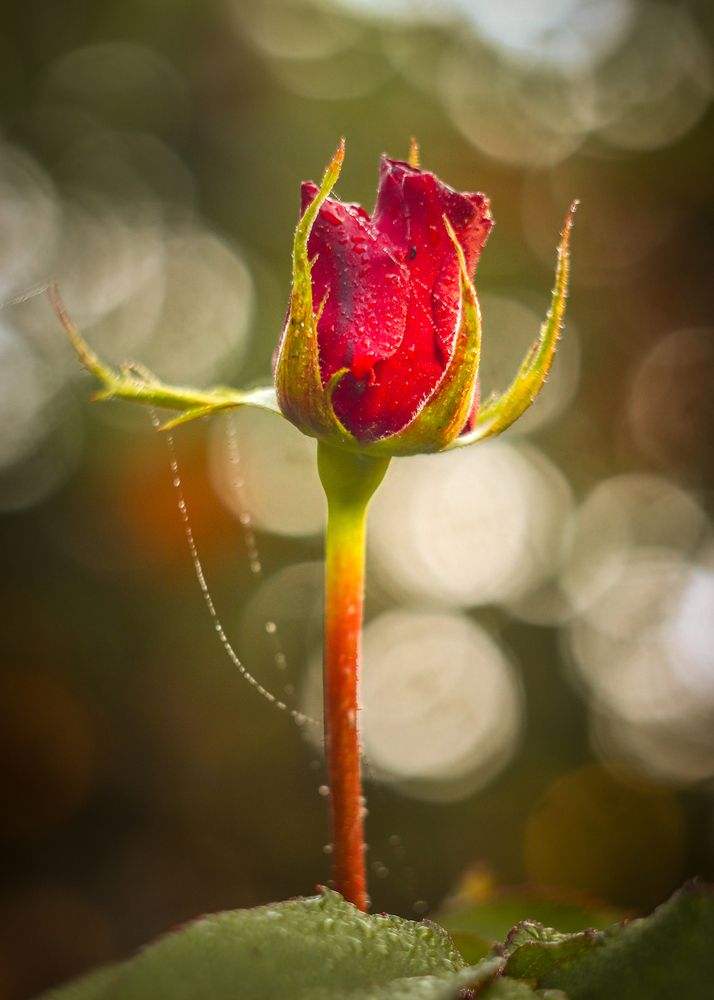 Фотография автора Васильев Игорь