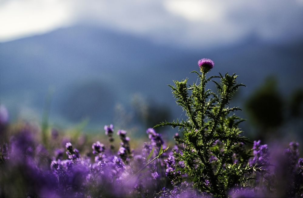 Photograph by S. Ivanov