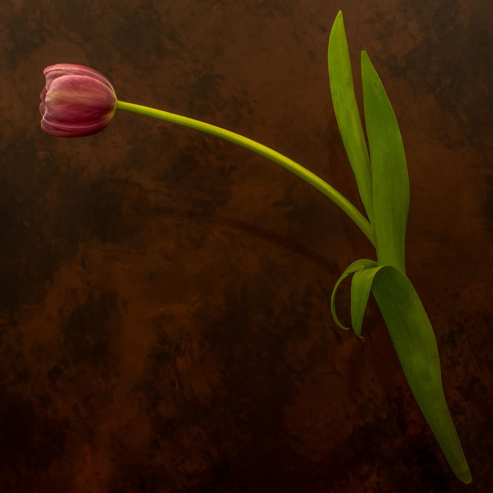 Photograph by Gustavo Bernal