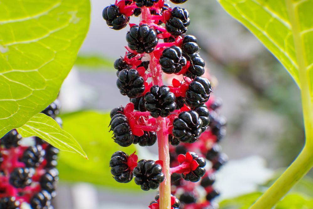 Photograph by Igor Maksimenko