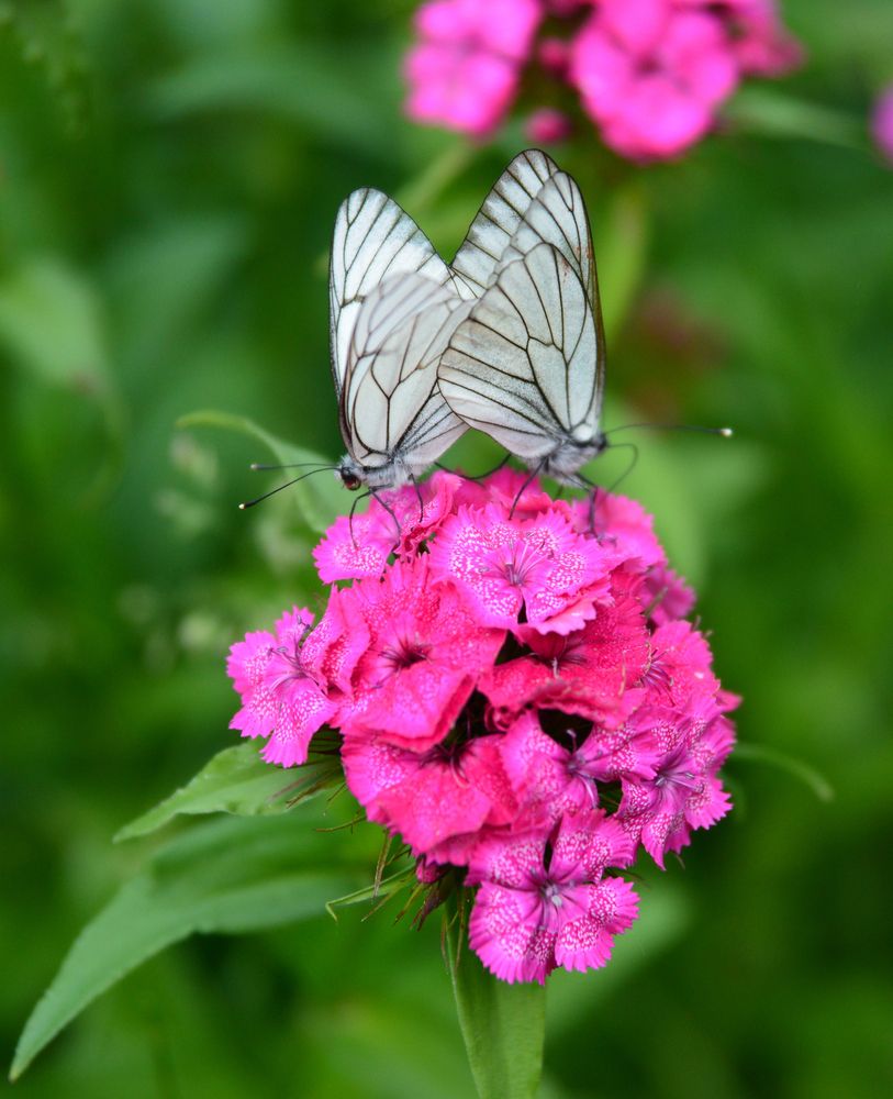 Photograph by Андрей Чуйков