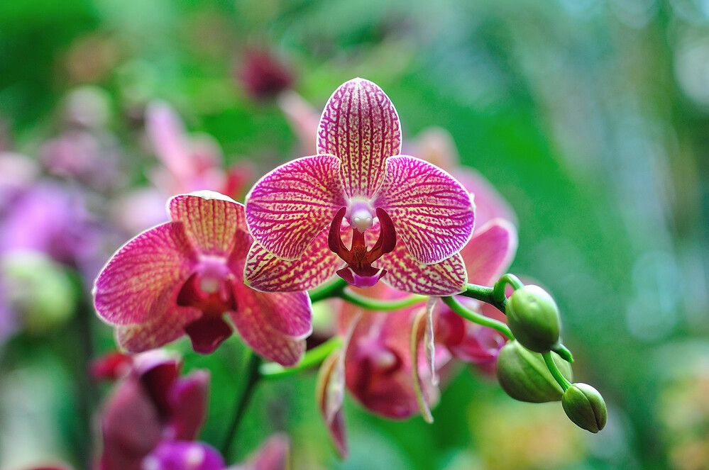 Photograph by Tatyana