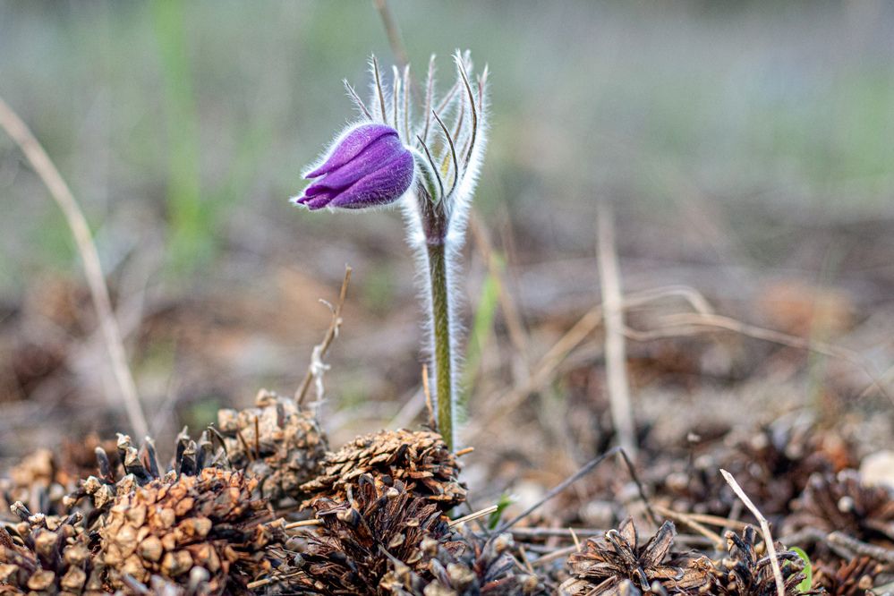 Photograph by Lapin Vitaly