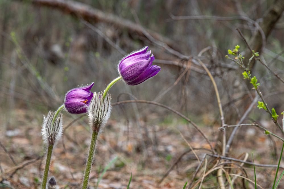 Photograph by Lapin Vitaly