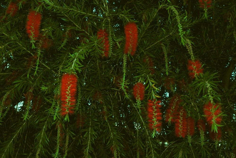 Photograph by Régis Santos