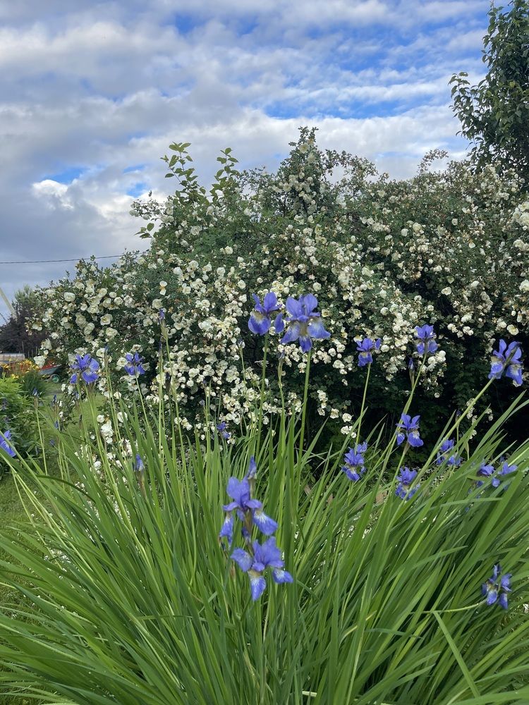 Photograph by Елена