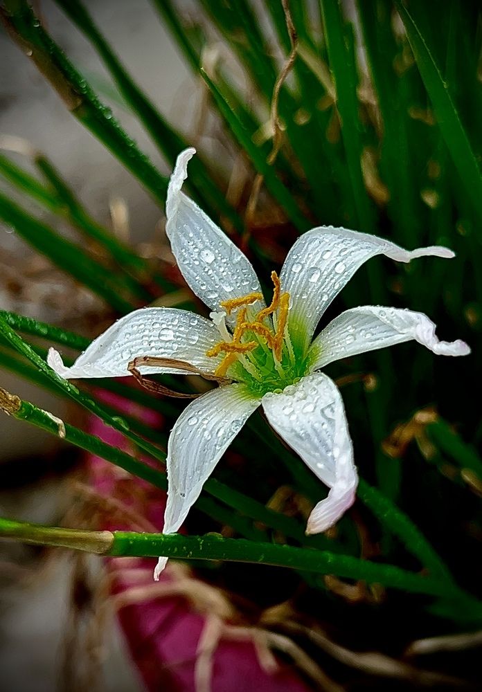 Photograph by Sharma Dr Megha