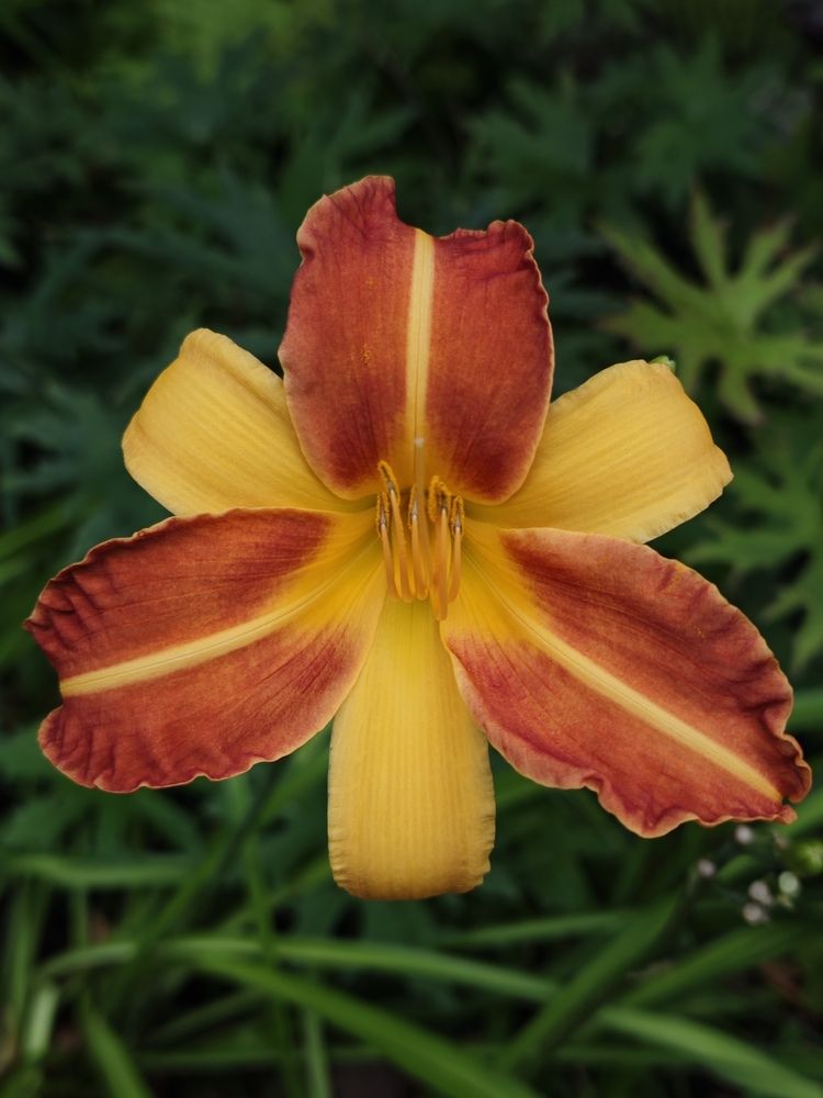 Photograph by Елена Шоколенко