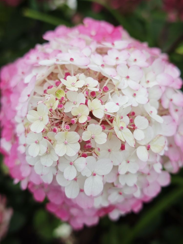 Photograph by Елена Шоколенко