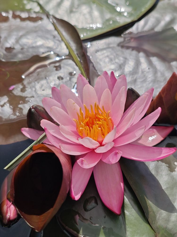 Photograph by Елена Шоколенко