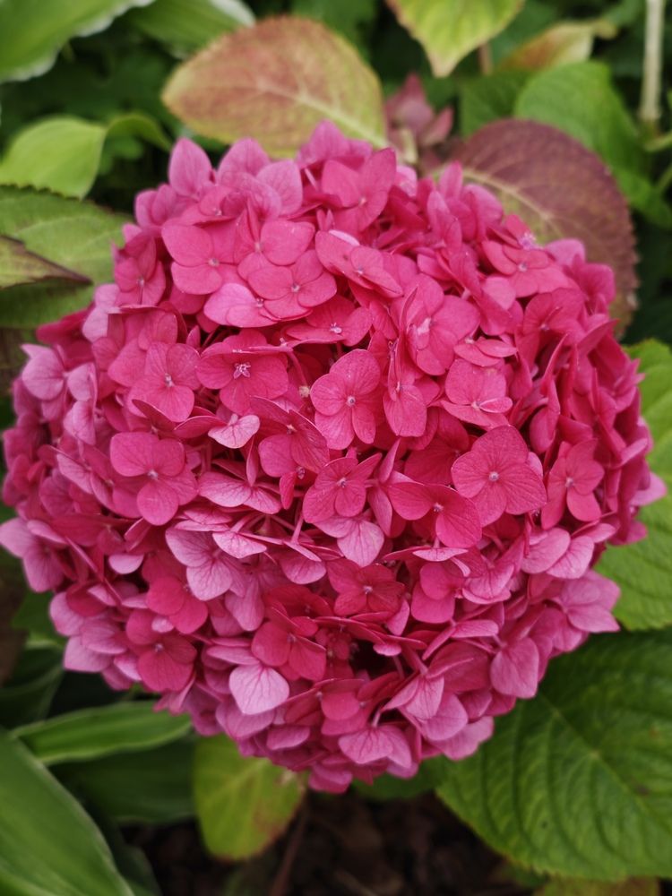 Photograph by Елена Шоколенко