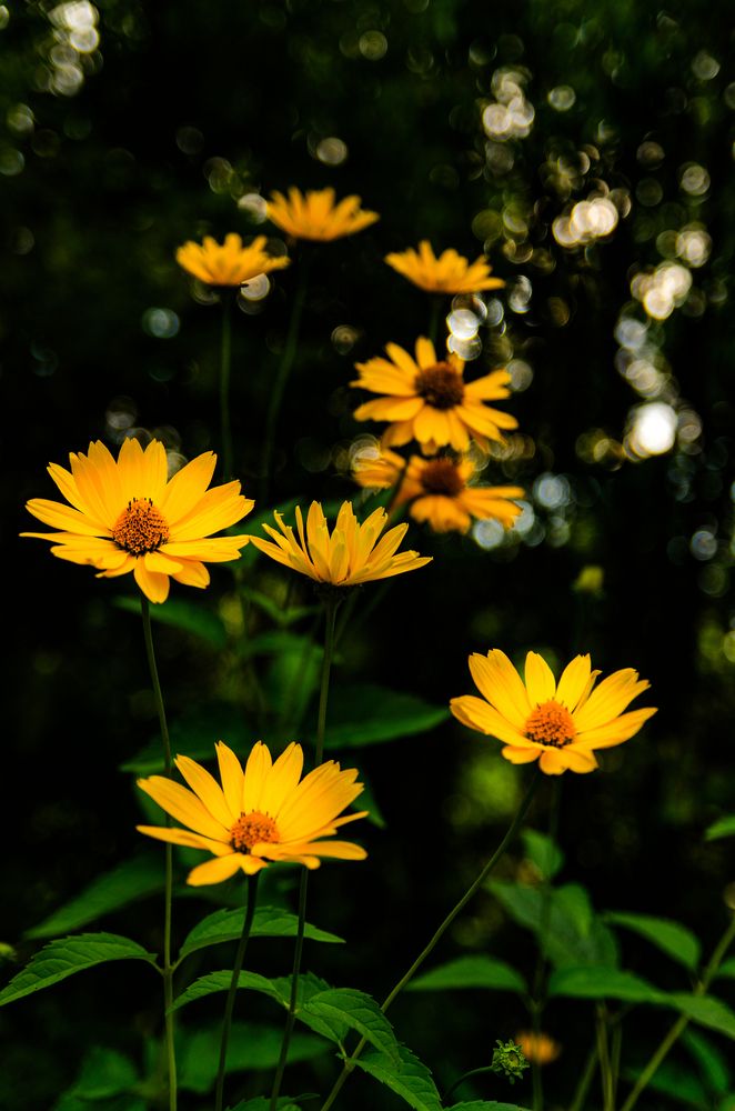 Желтая ромашка