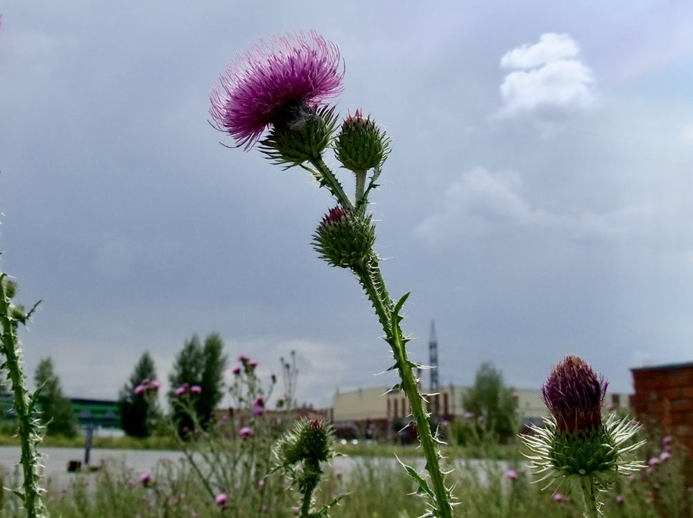 Photograph by Татьяна Шитлина