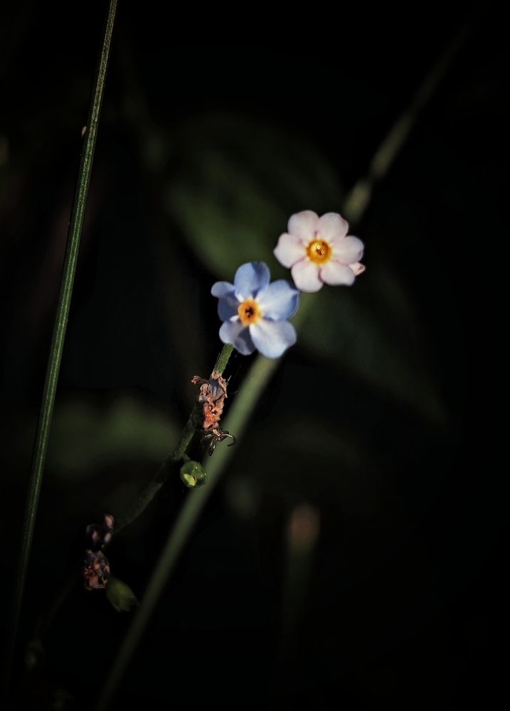 Photograph by Олеся Зеленщикова