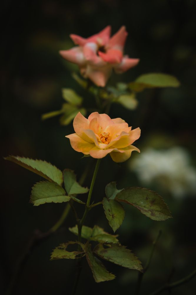 Photograph by Sadman Sakib