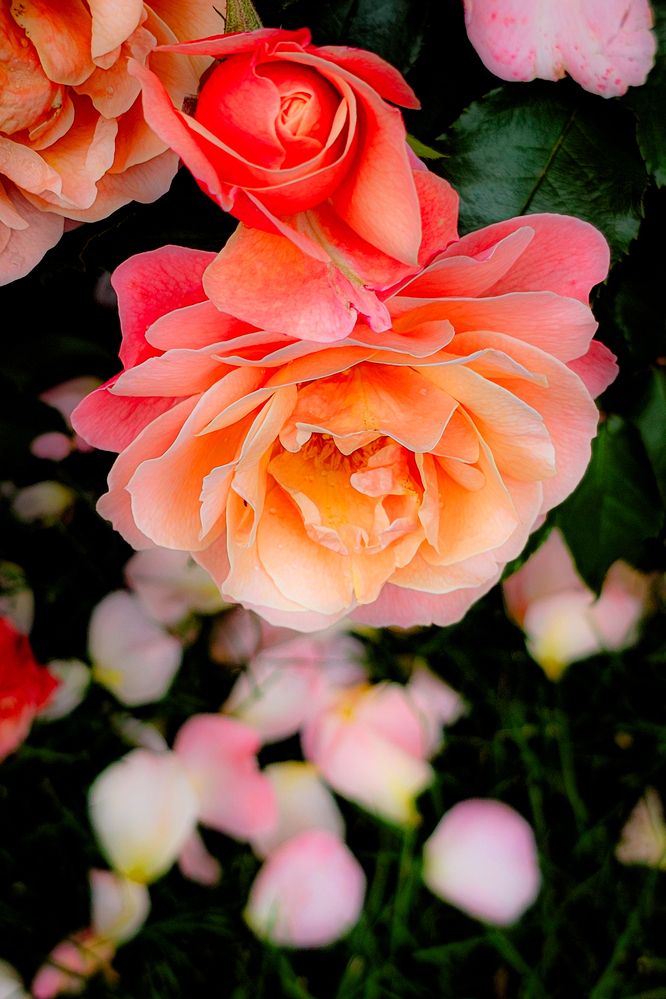 Photograph by Сергей Кесаев