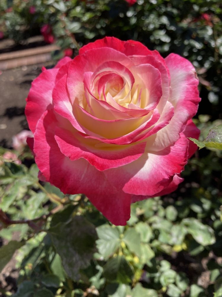 Фотография автора Елена