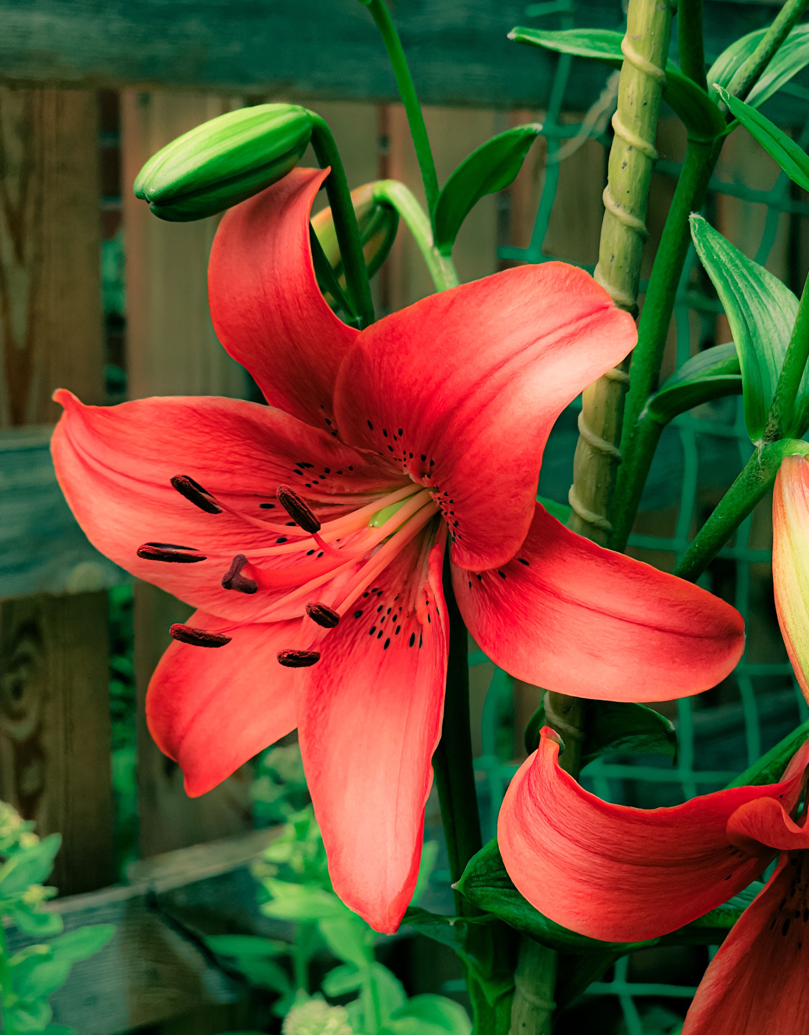 Photograph by Сергей Кесаев