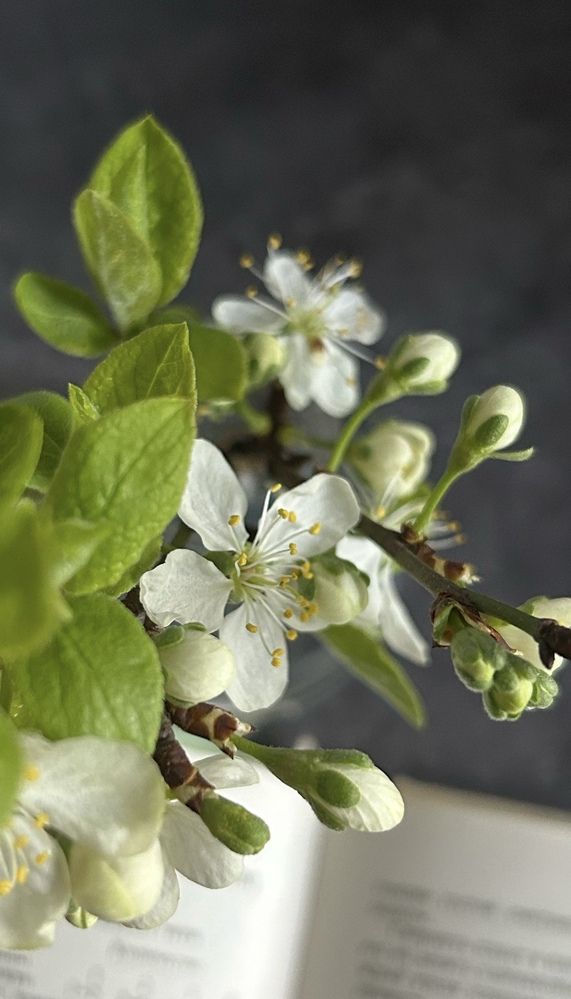 Photograph by Swetlana Smiryagina