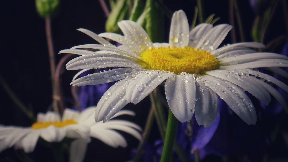 Photograph by Елена Силантьева