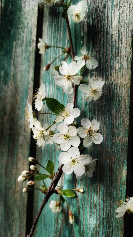 Photograph by Елена Гостева