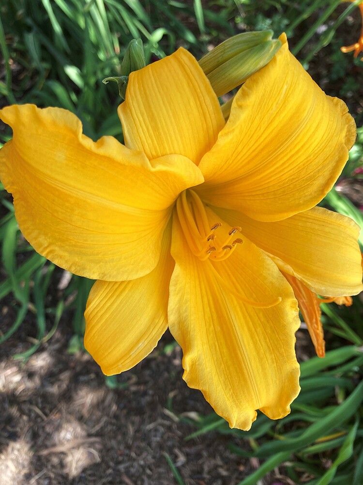 Фотография автора Елена