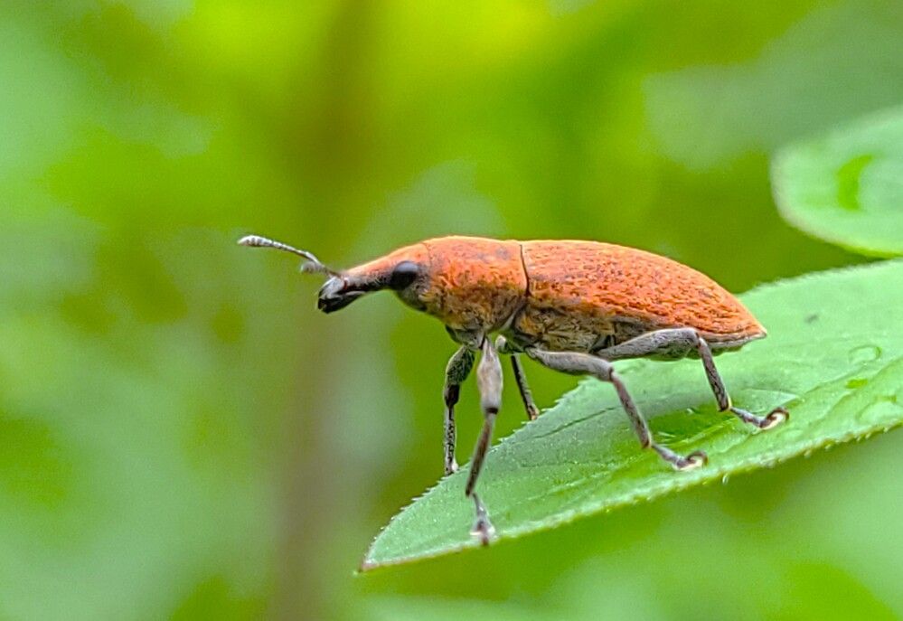 Photograph by Md Millat Islam