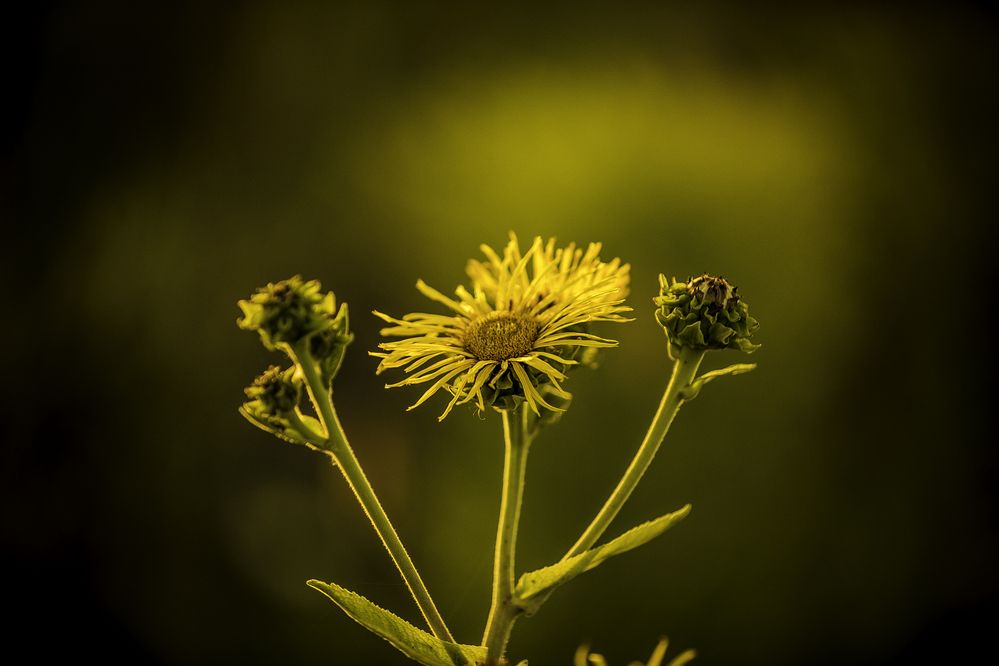 Фотография автора Михаил Лупина