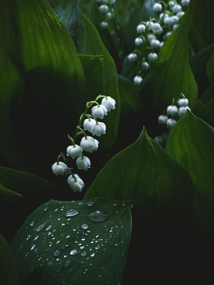 Photograph by Анна Зернова