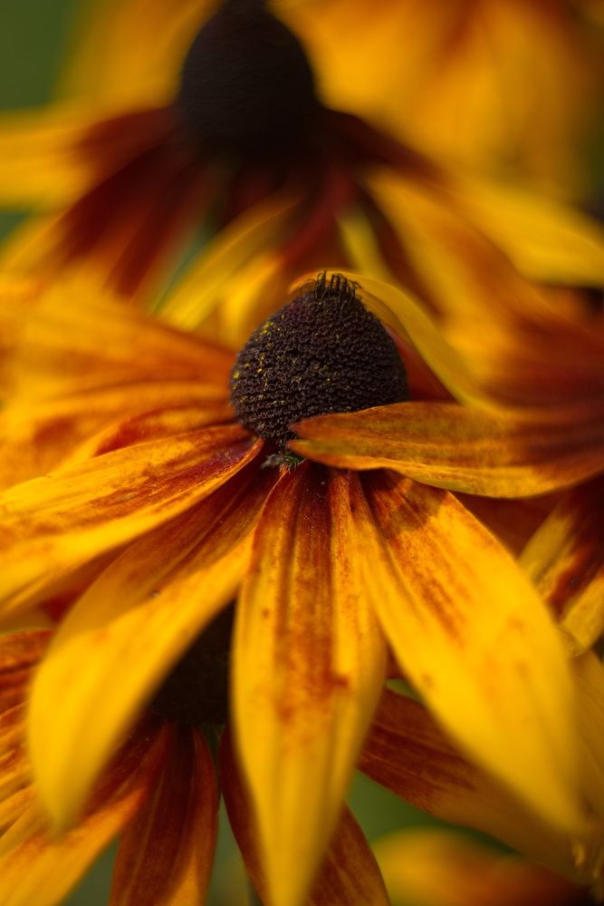 Фотография автора Юрий Кашлевский