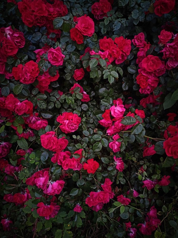 Photograph by Дарья Кирина