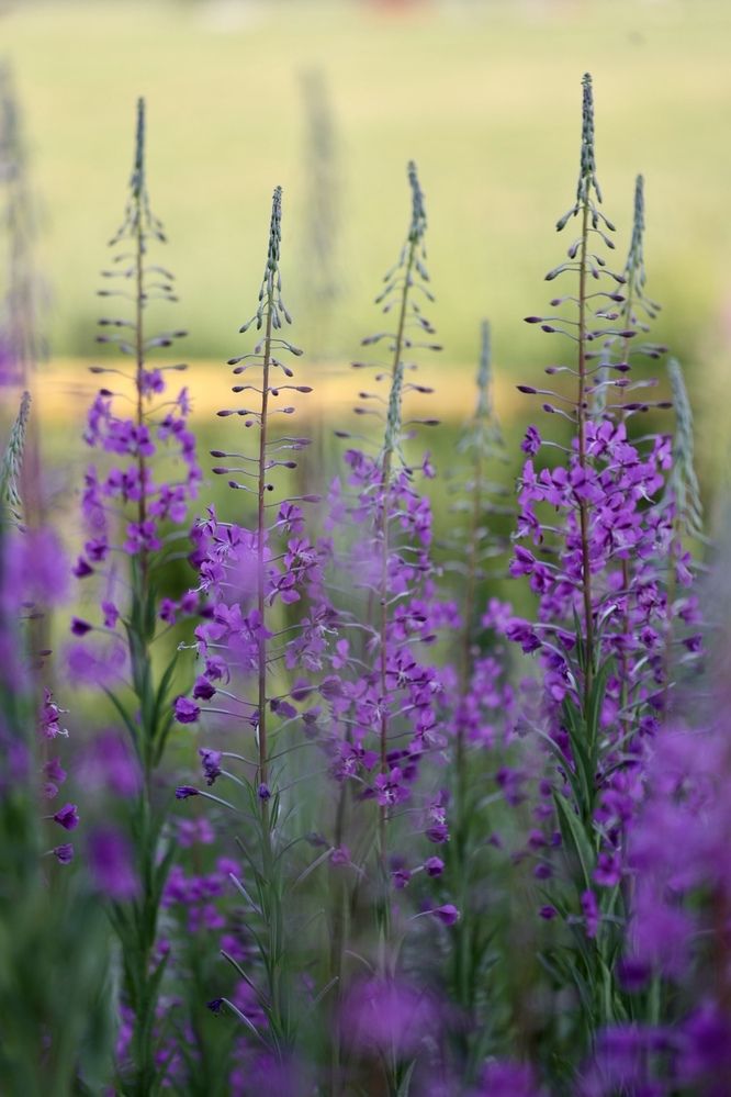 Photograph by Одаренко Ольга