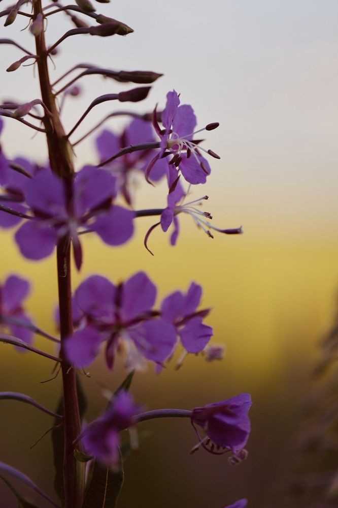 Photograph by Одаренко Ольга