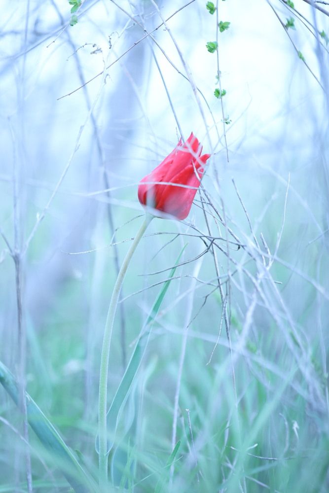 Photograph by Одаренко Ольга