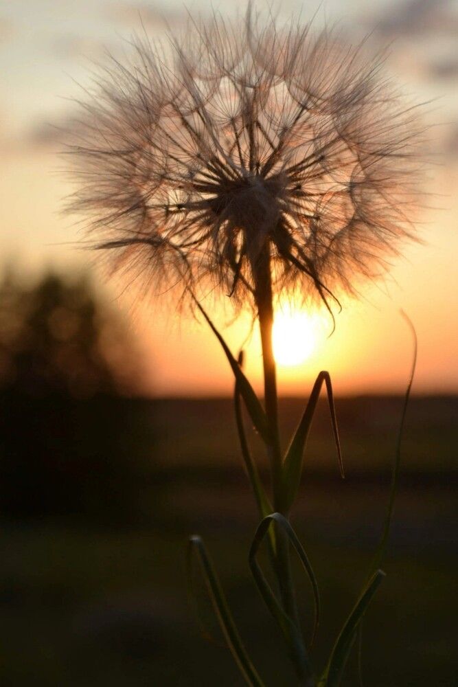 Фотография автора Елена Дубовикова