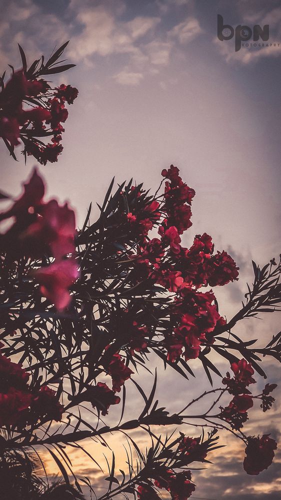 Photograph by Beski Periya Nayagam A.