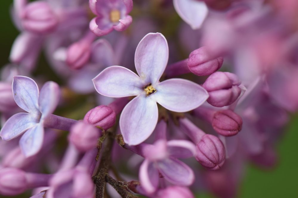 Photograph by Инна Голубева