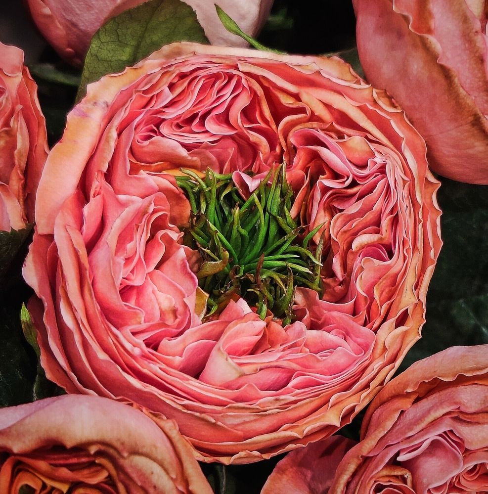 Photograph by Olena Chertous