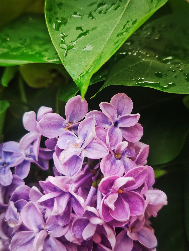 Photograph by Olena Chertous