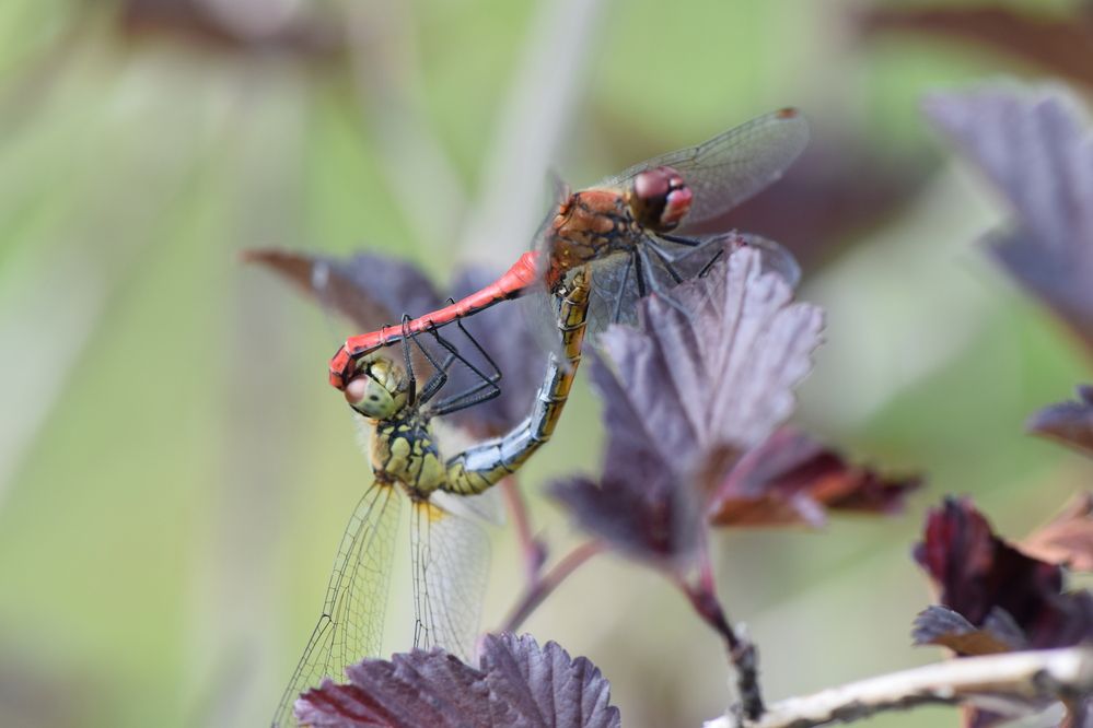 Photograph by Инна Голубева