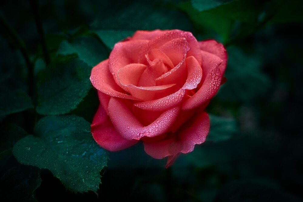 Photograph by Денис Будняк