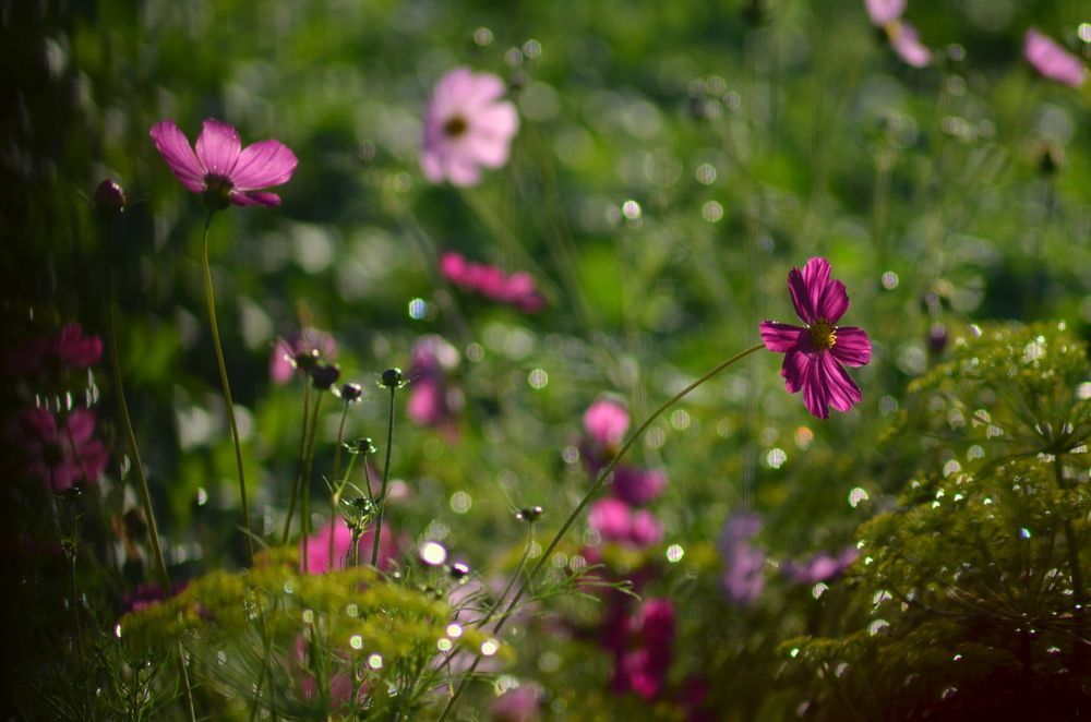 Photograph by Галина Карманова